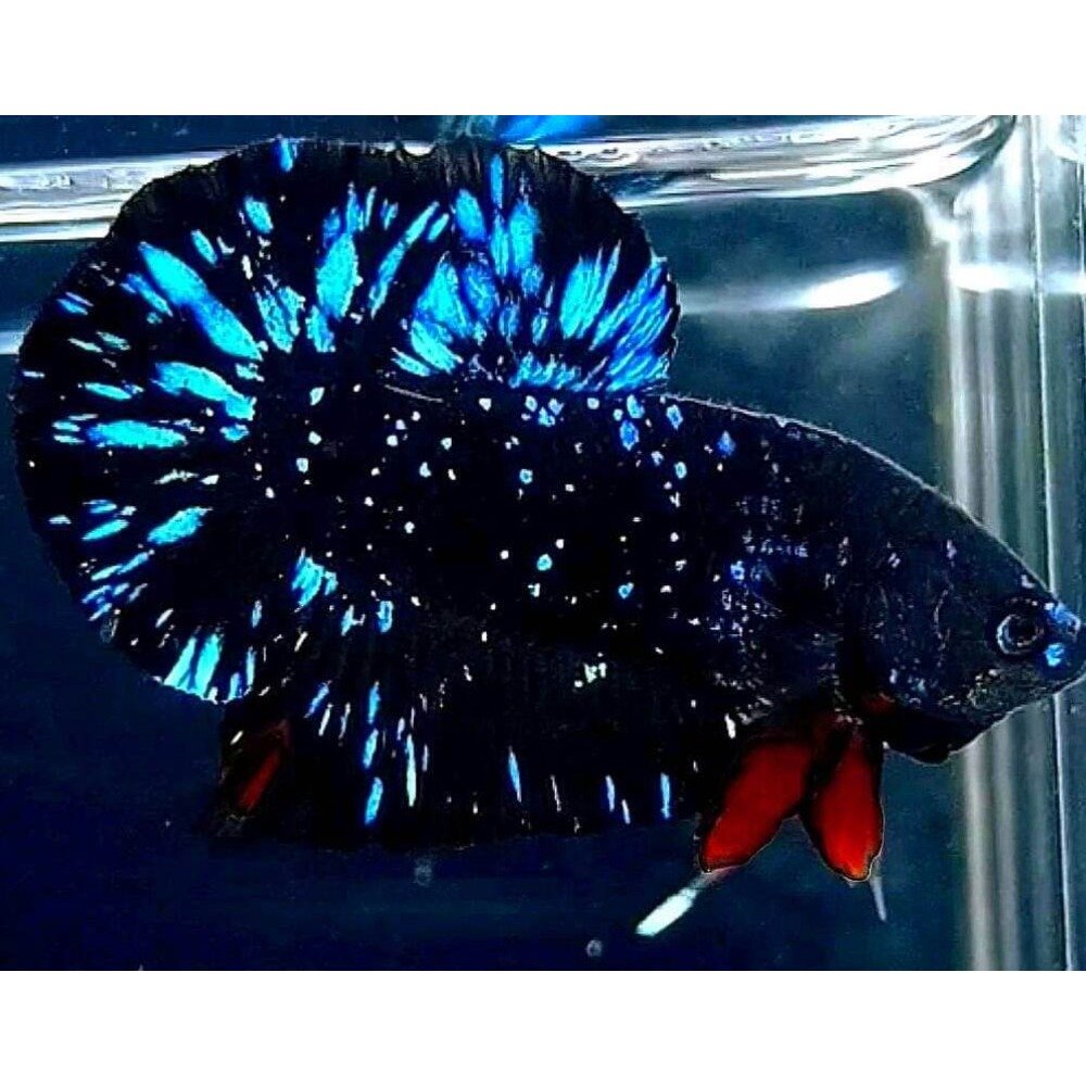 Black betta fish with blue and red fins in an aquarium.
