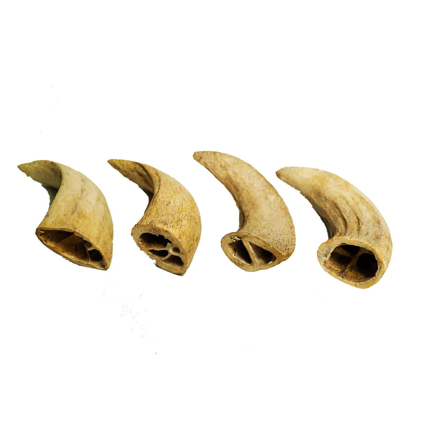 Water Buffalo Horn Core Dog Chews-2 Count-10 oz | Family Pet | Kitchen + Metal