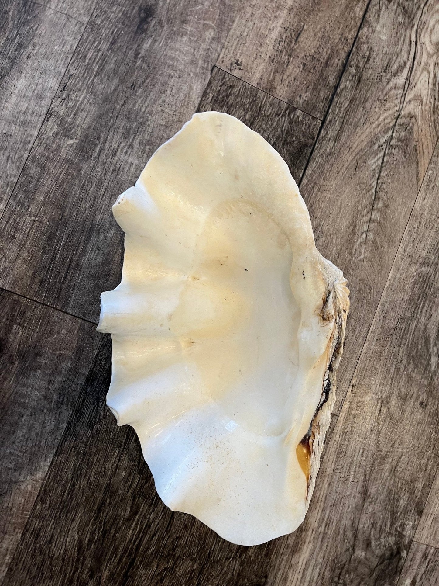 18" Large Giant tridacna gigas clam