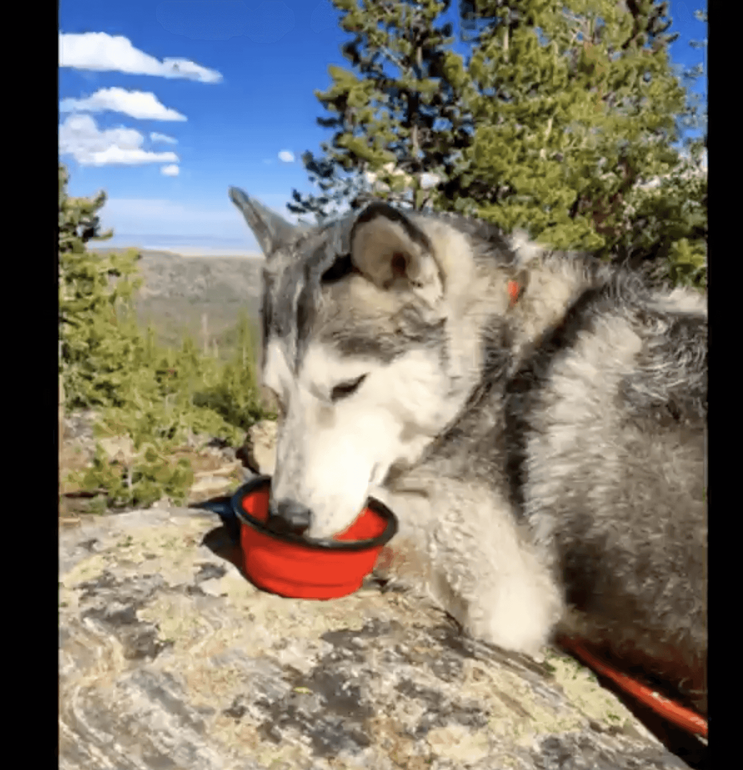 Mr. Peanut's Blue Collapsible Silicone Pet Bowl for Food and Water