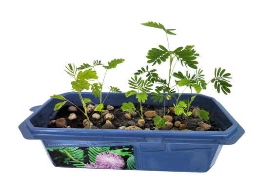 The Astounding Moving Plant Sprouter Terrarium