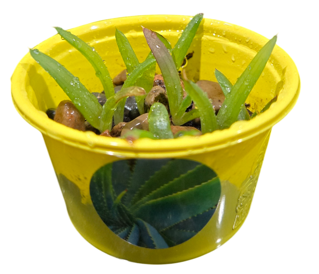 Eco Seed Sprouts 6 Variety Assortment Pack – 1 of Each