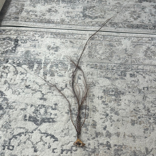 25-30" Black Sea Fan Whip