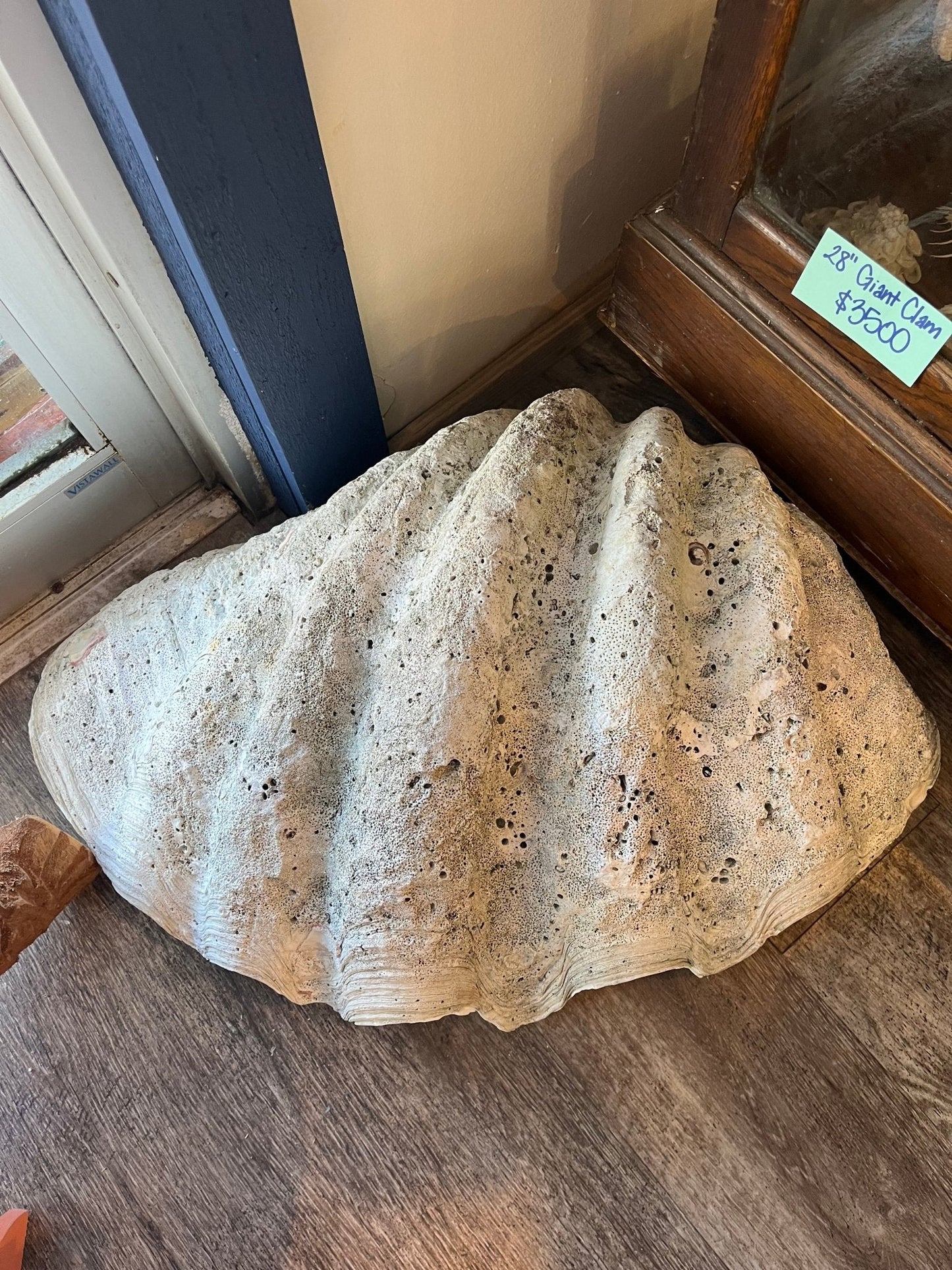 28" Giant tridacna gigas clam shell half