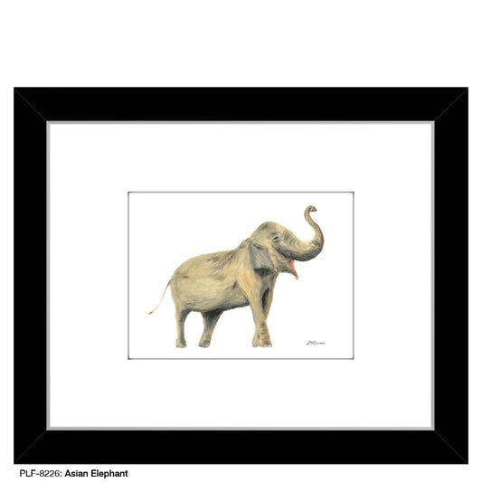 Asian Elephant, Print (#8226A)