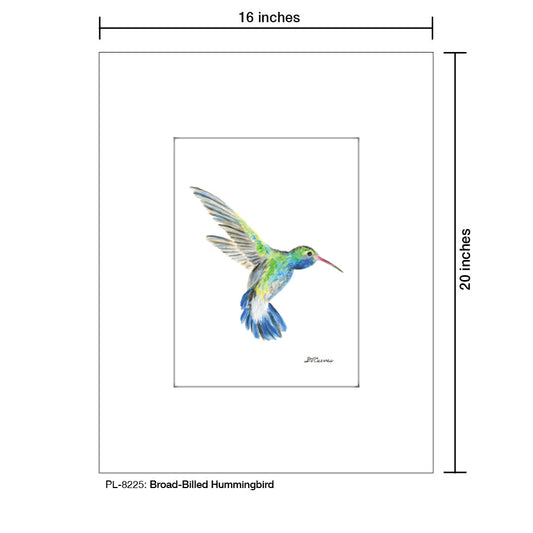 Broad-Billed Hummingbird, Print (#8225G)