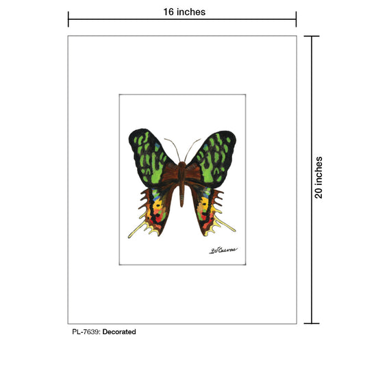 Decorated, Print (#7639B)
