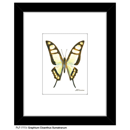 Graphium Cloanthus Sumatranum, Print (#7773A)