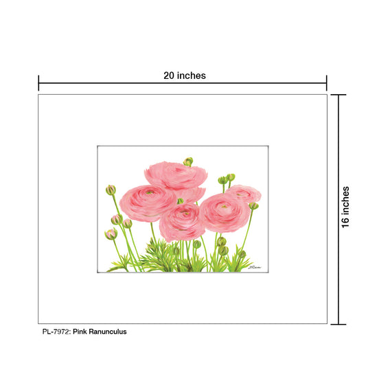 Pink Ranunculus, Print (#7972A)