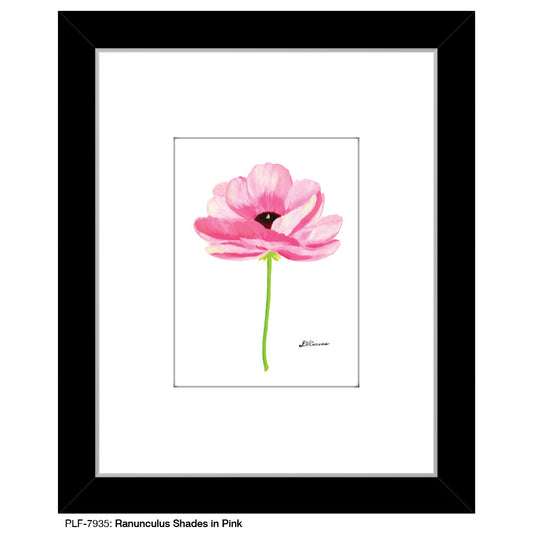 Ranunculus Shades in Pink, Print (#7935B)