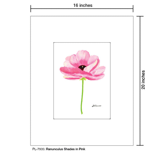 Ranunculus Shades in Pink, Print (#7935B)