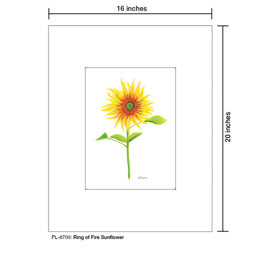 Ring of Fire Sunflower, Print (#8709A)