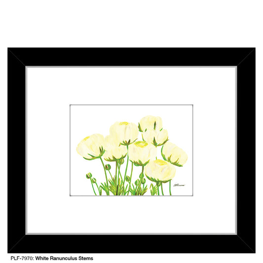 White Ranunculus Stems, Print (#7970A)