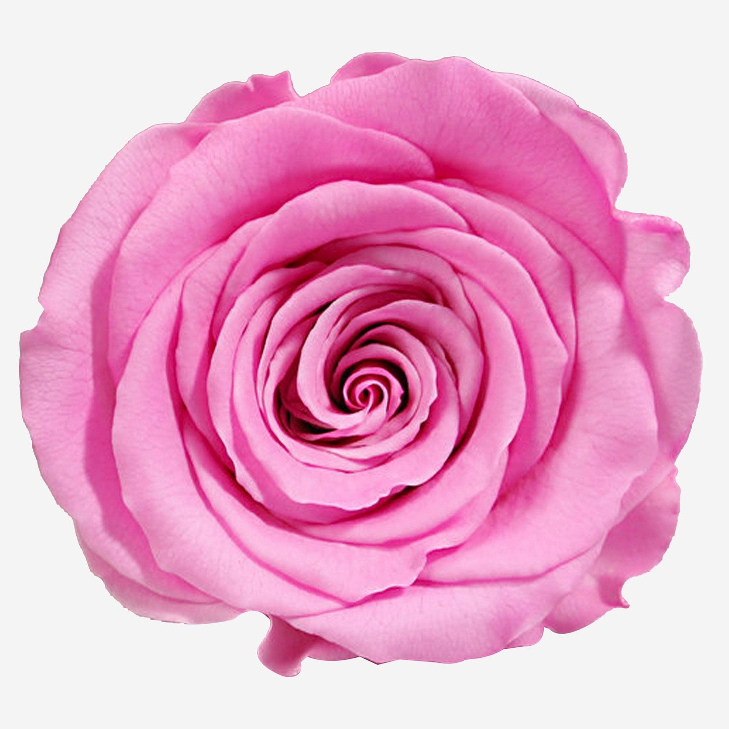 Long Stem Roses | Candy Pink Roses