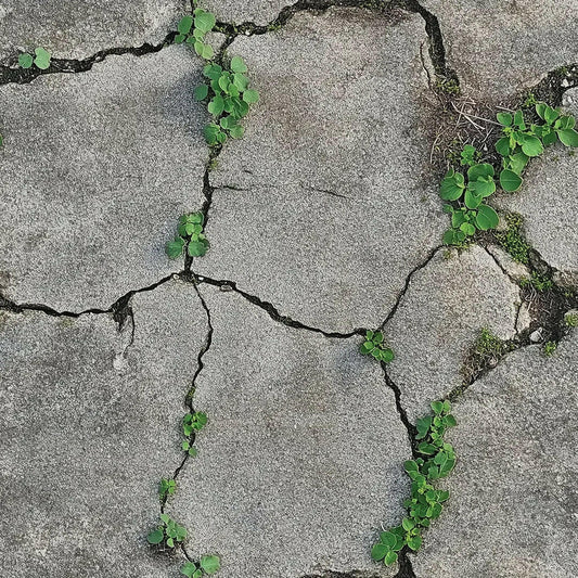 Resilience in Cracked Stone