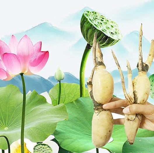 Lotus Root Seeds for Planting Edible Plant, Grow Beautiful Lotus Flowers And Roots for Home Garden, Organic Healthy Vegetable Seeds