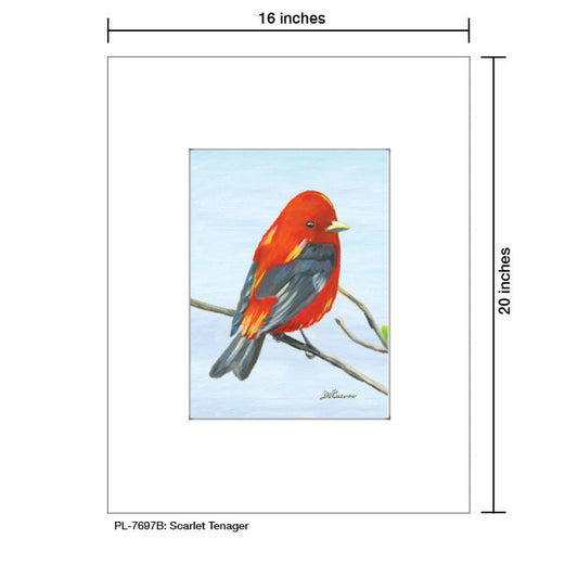 Scarlet Tenager, Print (#7697B)
