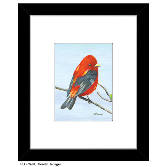 Scarlet Tenager, Print (#7697B)