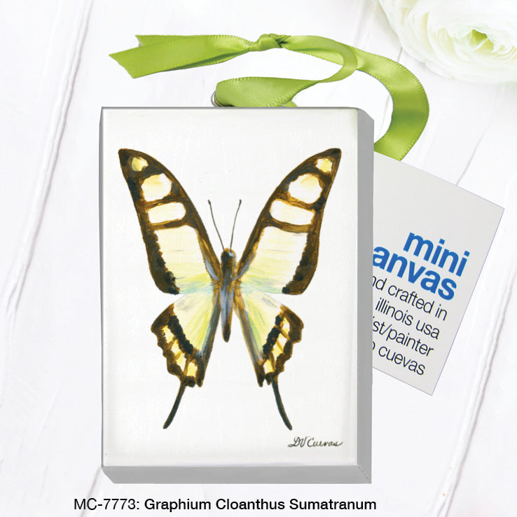 Graphium Cloanthus Sumatranum, Mini Canvas (MC-7773A)