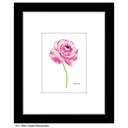 Purple Ranunculus, Print (#7934A)