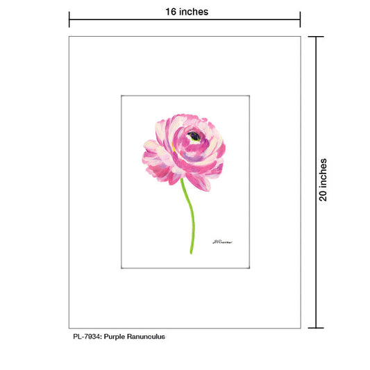 Purple Ranunculus, Print (#7934A)