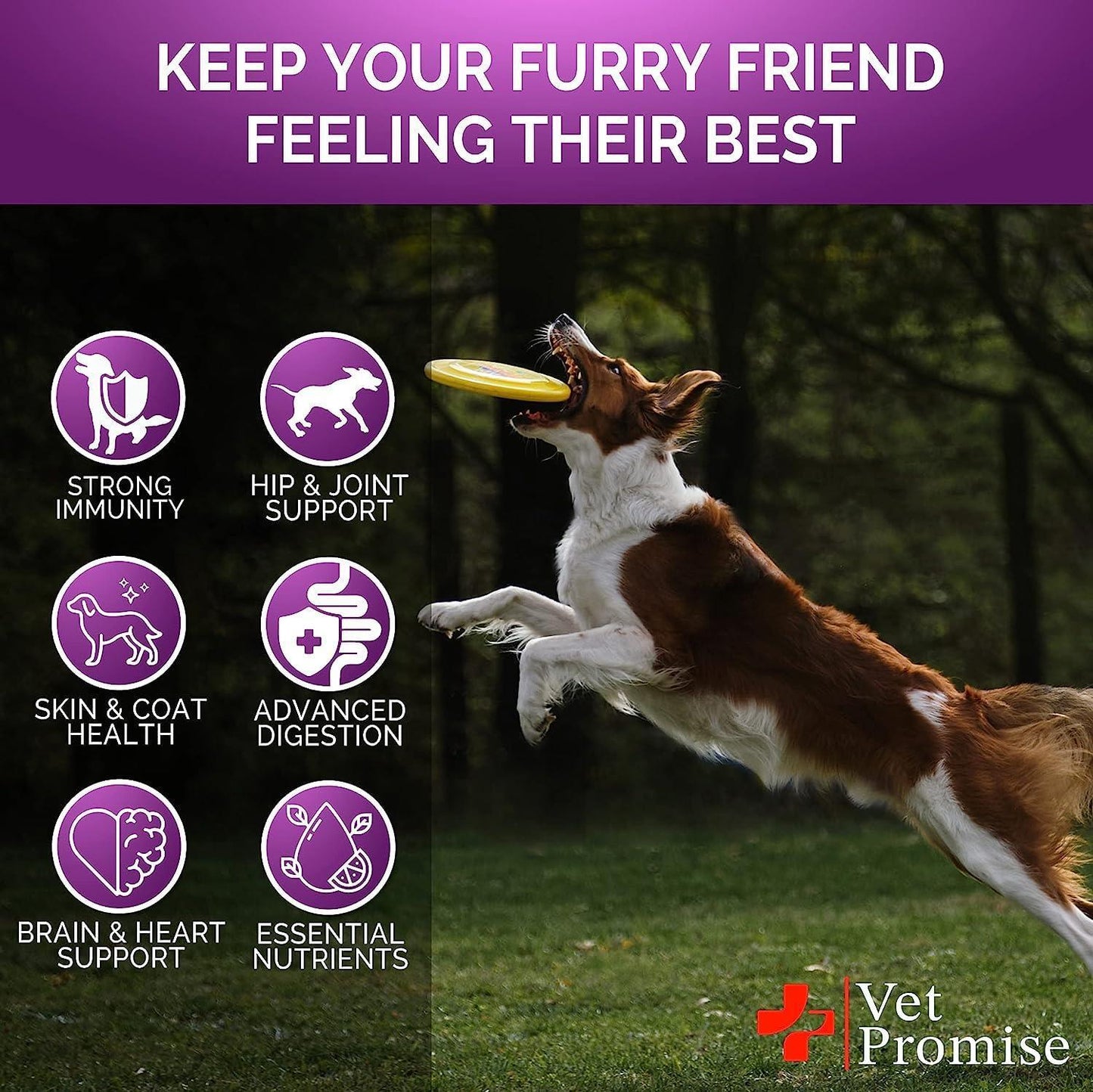 Dog running with a frisbee in the park, with health benefits icons.