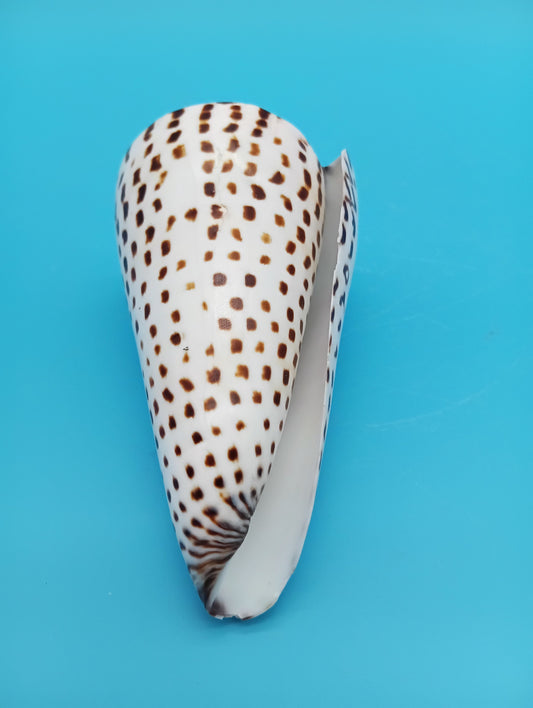 4" Polished Alphabet Cone Shell – Display Shell Coastal Decor