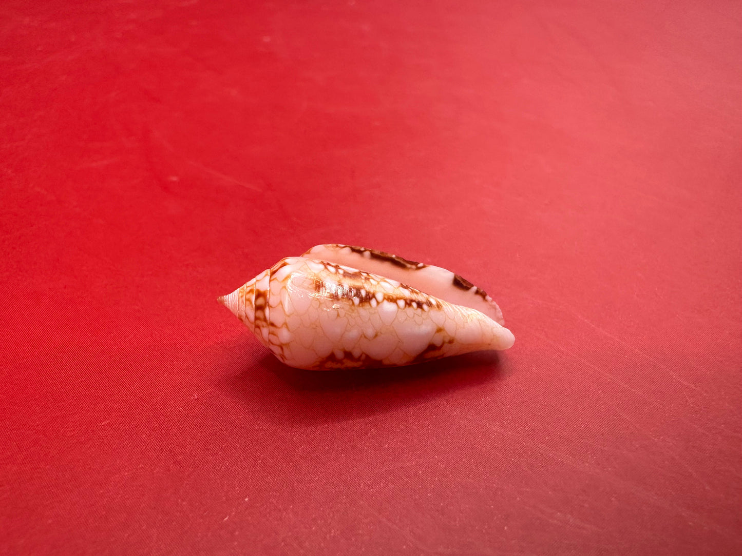 Ambassador Cone Shell 23mm – Conus legatus with Documentation