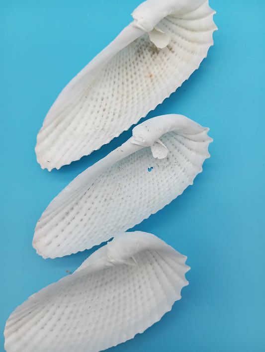 Set of 3 Angel Wing Shells – 3.5" to 4.5