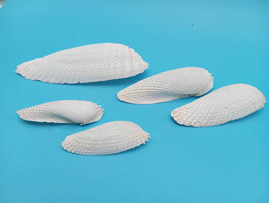 Set of 5 Angel Wing Shells – 3" to 6"