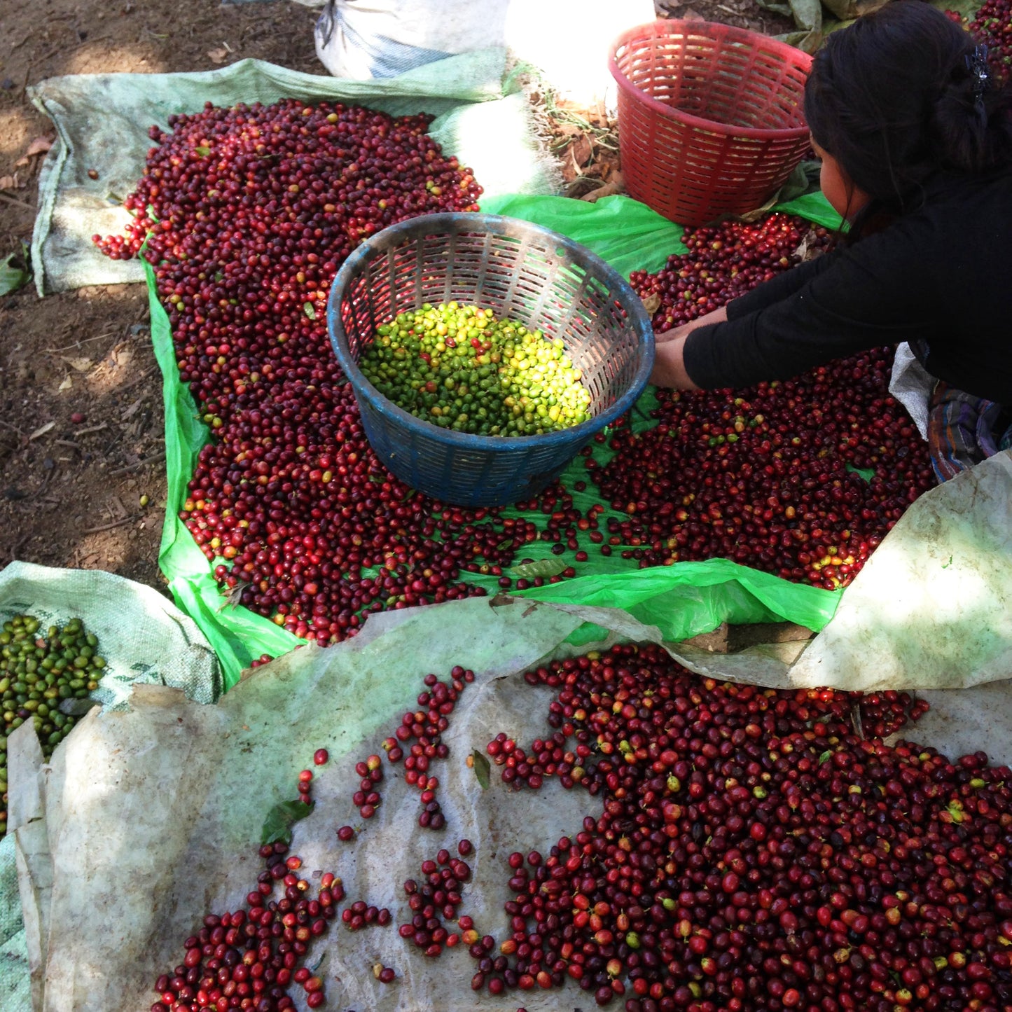 Person sorting red and green berries on a surface with baskets and bags nearby.