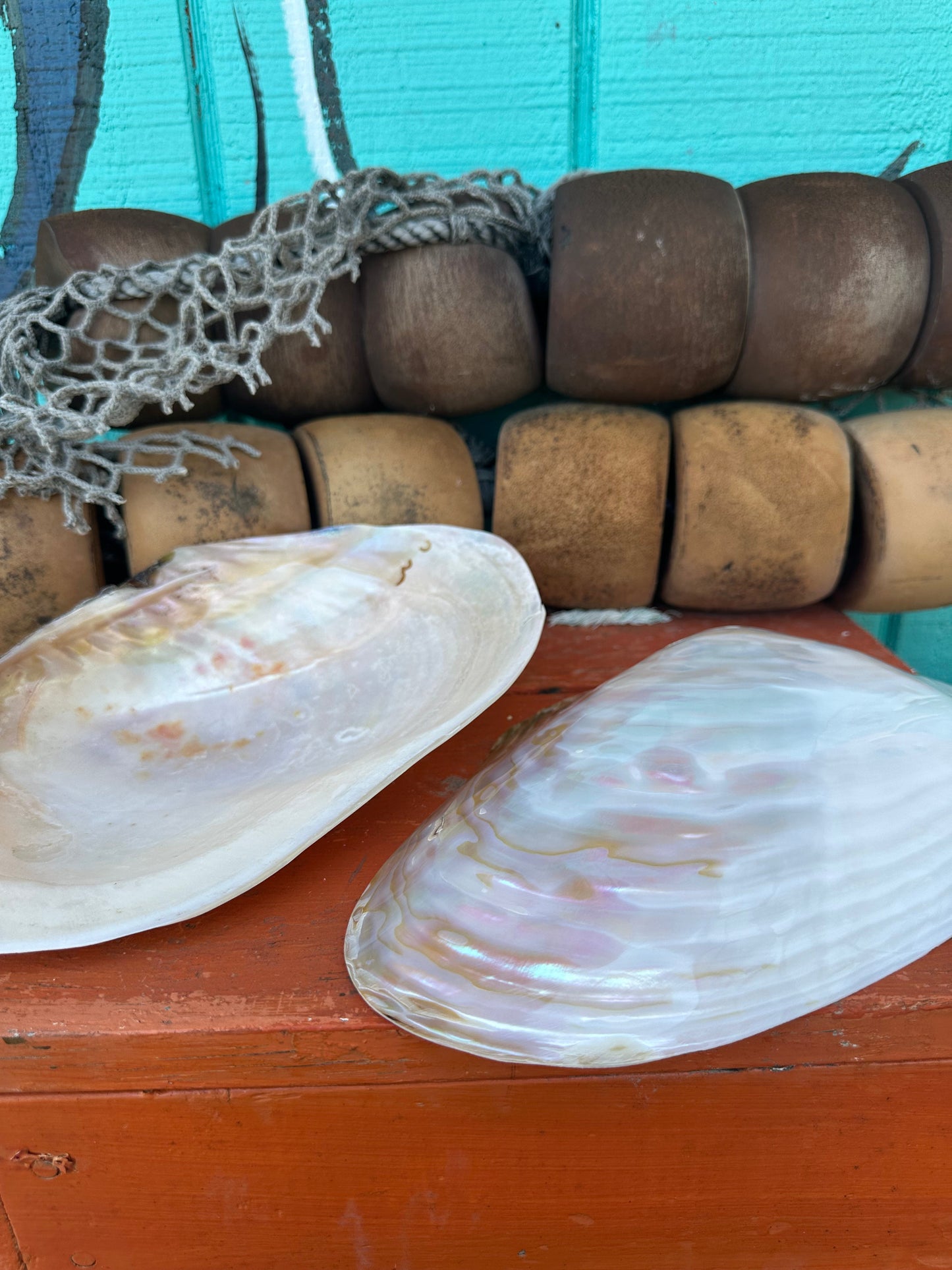 Polished Asian Golden Clam Half 10–11" – Pilsbryoconcha exilis Coastal Display