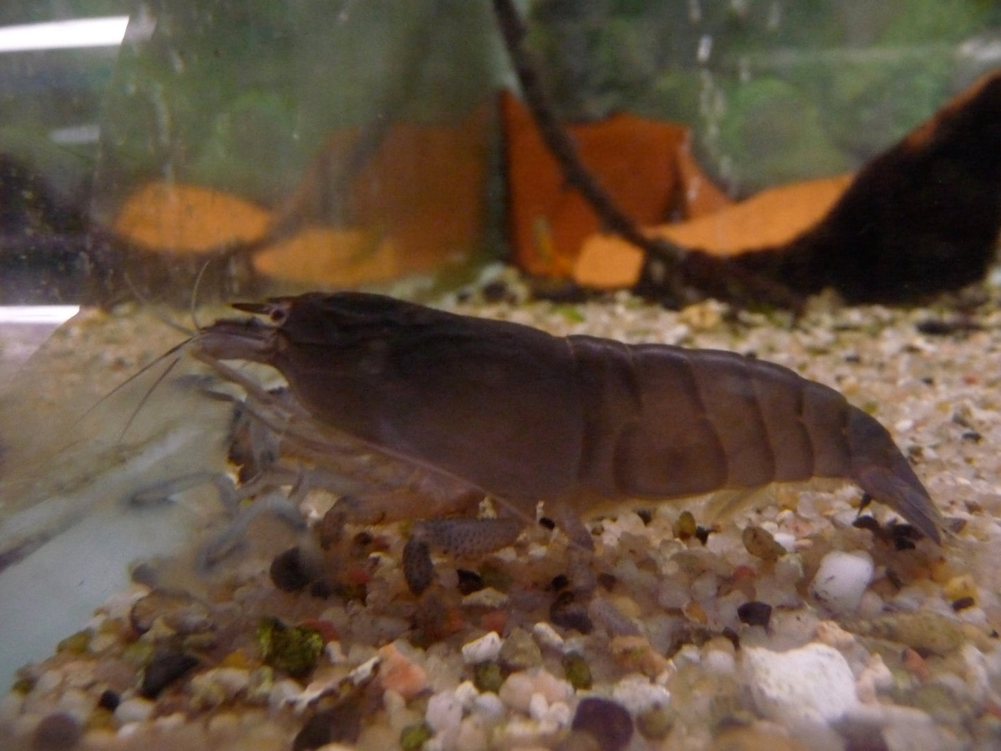 African Fan Shrimp