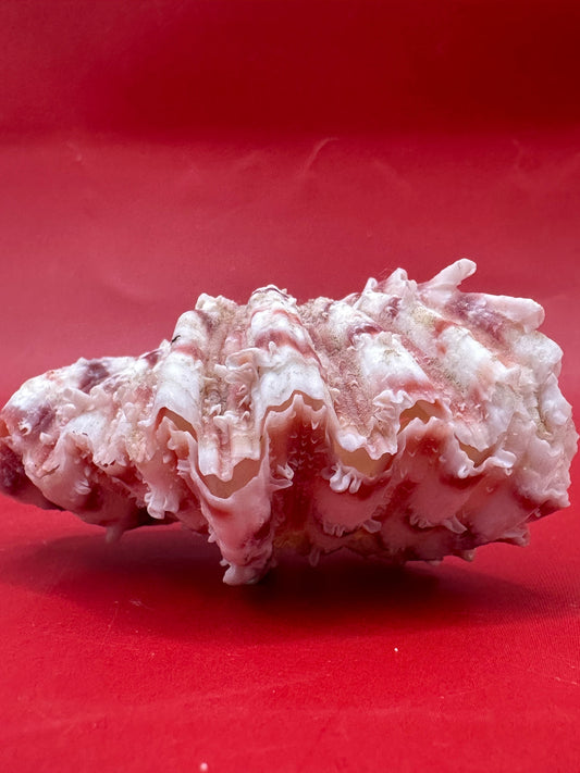 Baby Bear Paw Clam Shell Pair 2" – Coastal Decor Hippopus hippopus