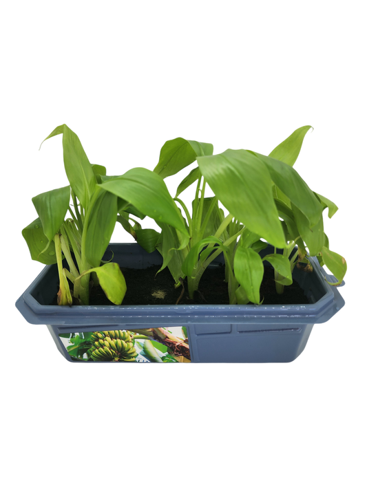 Bountiful Bananas Sprouter Terrarium