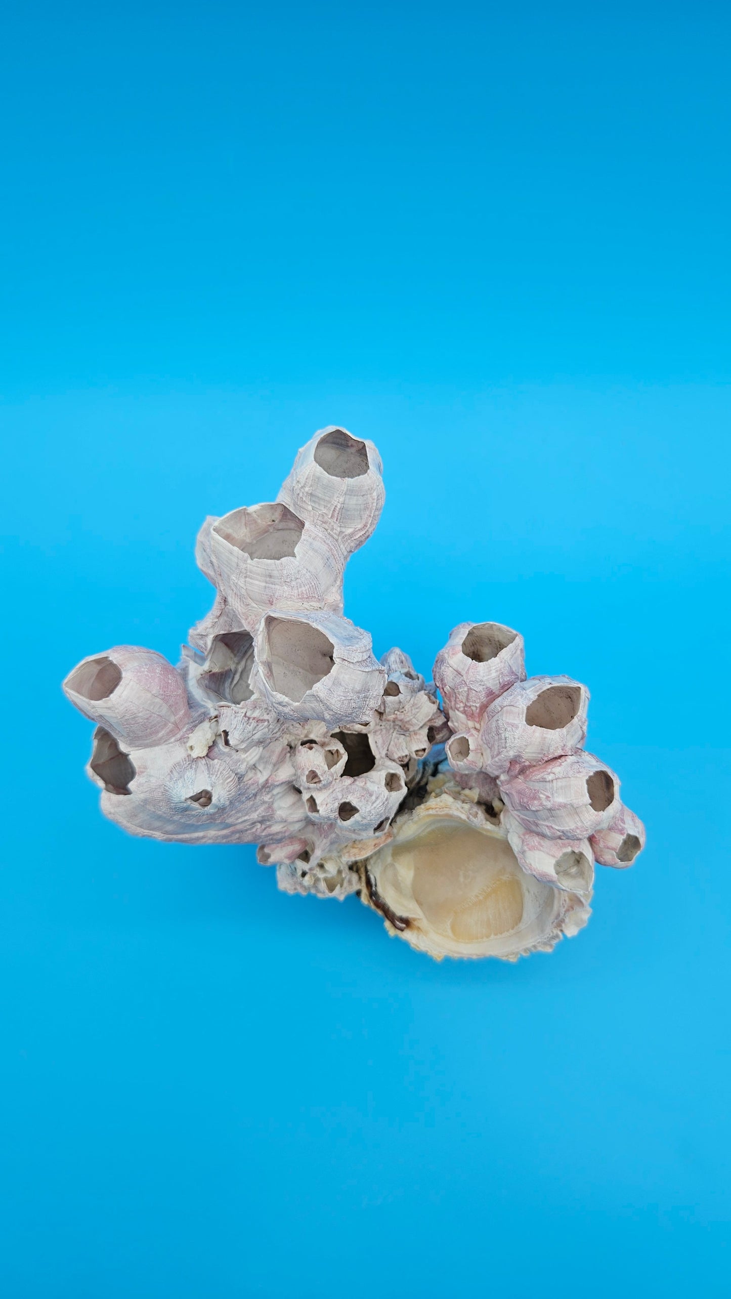 Barnacle Bloom with Scallop Display – Natural Coastal Home Decor Specimen