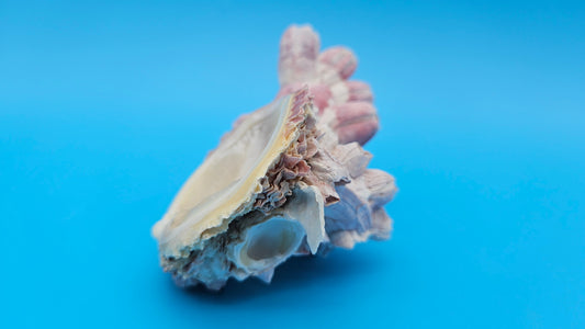 Barnacle with Scallop Display Shell – Premium Coastal Home Decor Specimen