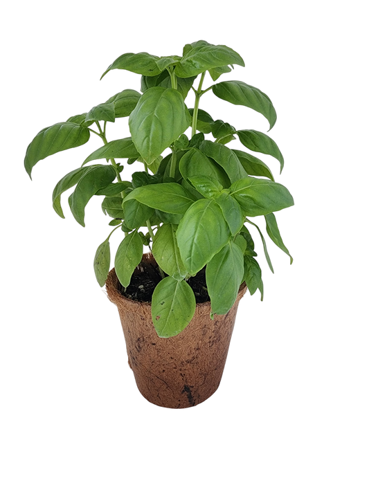 Sweet Basil Plant-It-Starters - Multipack of 4