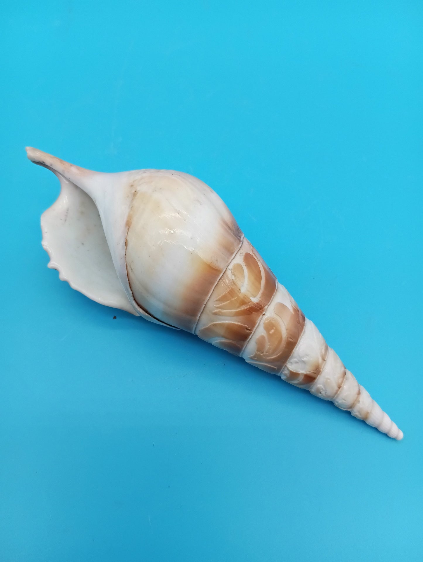 Carved Tibia Shell with Coastal Scene – 4.9"