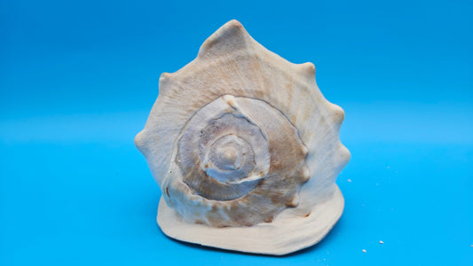 Large Queen Helmet Shell Cassis madagascariensis – 7.1"