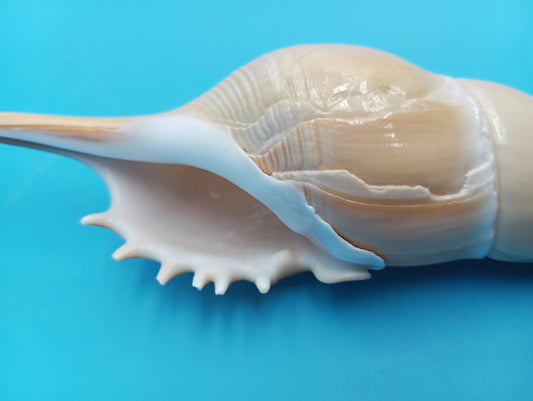 Large Shinbone Tibia Shell Display – Coastal Home Decor Specimen (Tibia fusus) 9"