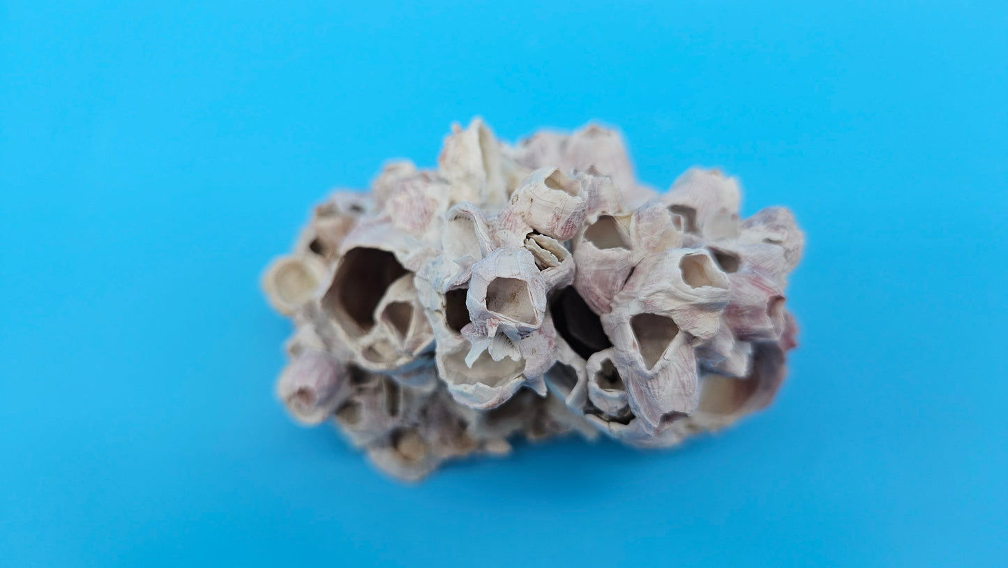 Barnacle Bloom with Scallop Display – Coastal Home Decor Specimen Small