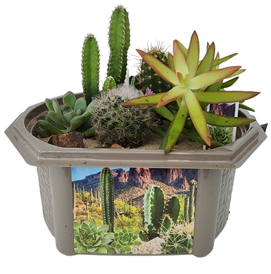 Desert Dome Biosphere Terrarium