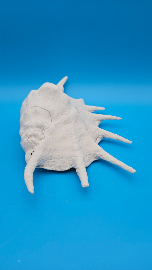 White Lambis Truncata Shell (Lambis truncata) – 11.75"