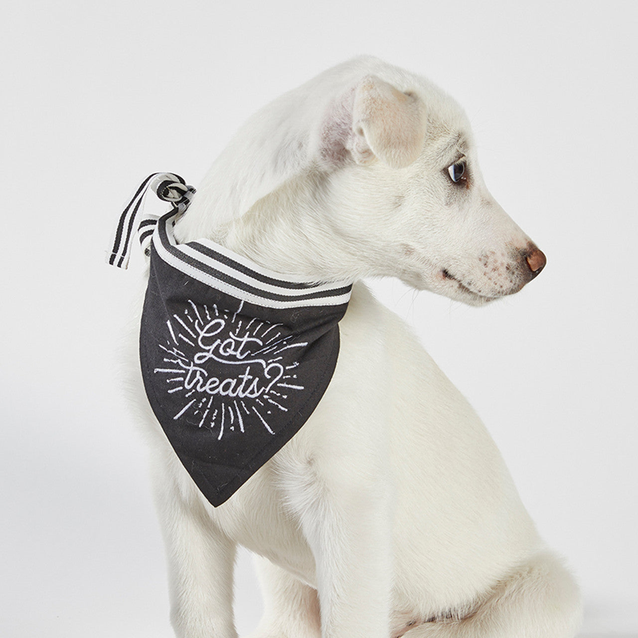 Got Treats Black Pet Bandana | 9" W x 6" H