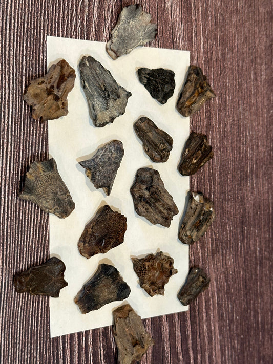 Port Aransas Fossilized Sea Robin Neurocranium