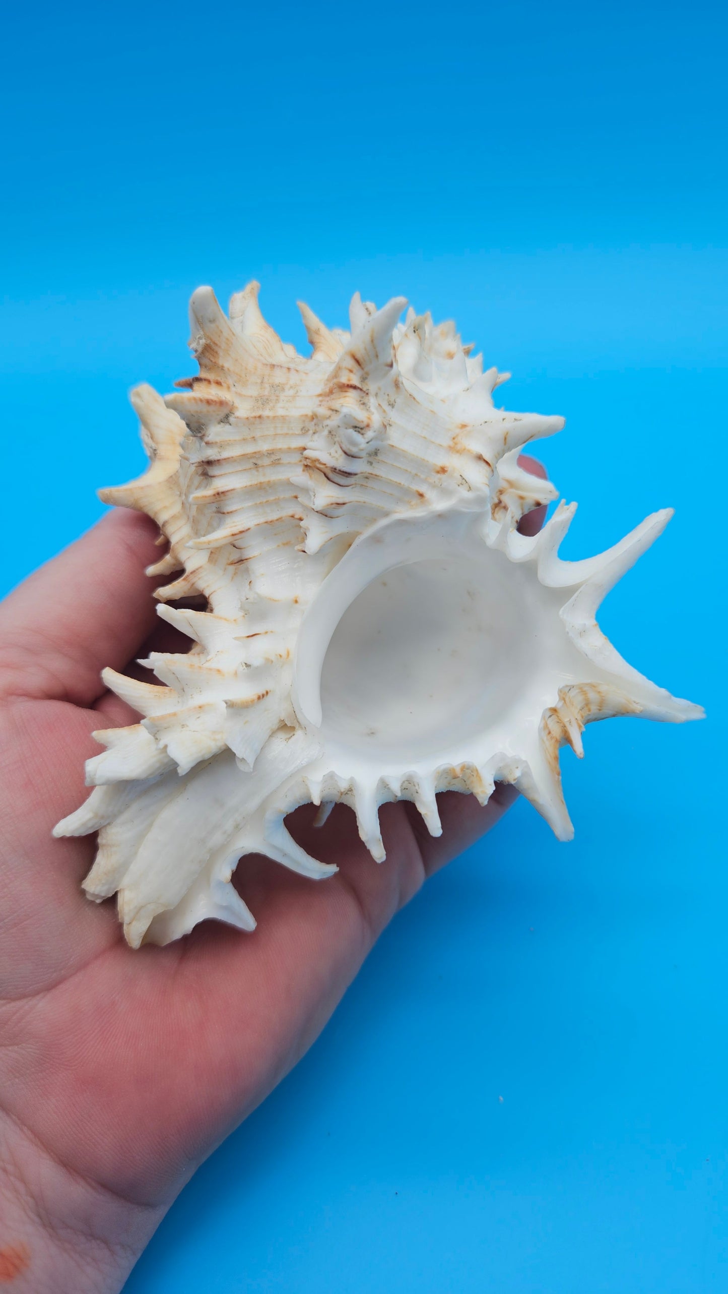 Giant Eastern Murex Hexaplex fulvescens – 4.5"