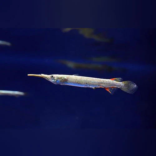 Halfbeak fish