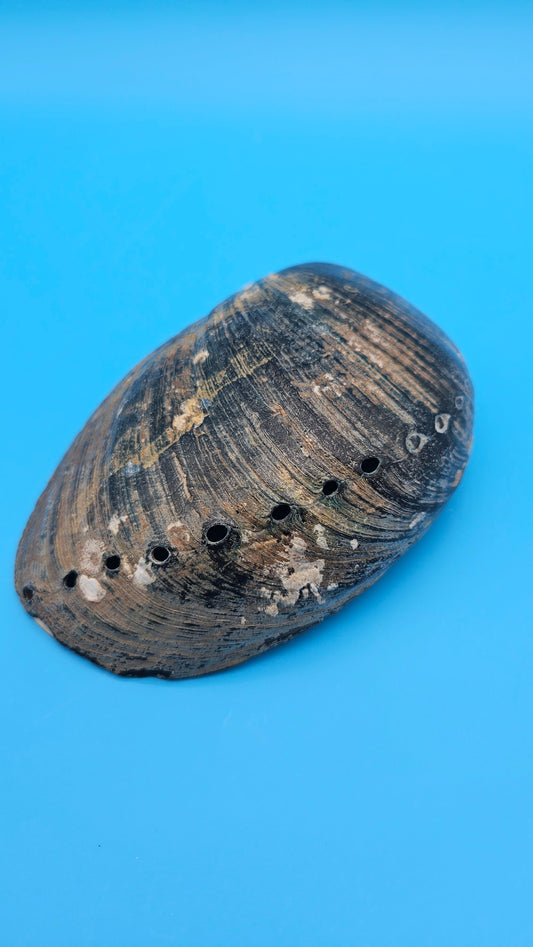 Black Abalone Shell Display – Haliotis cracherodii 5.5"