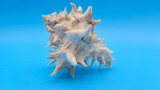 Giant Eastern Murex Hexaplex fulvescens – 4.5"